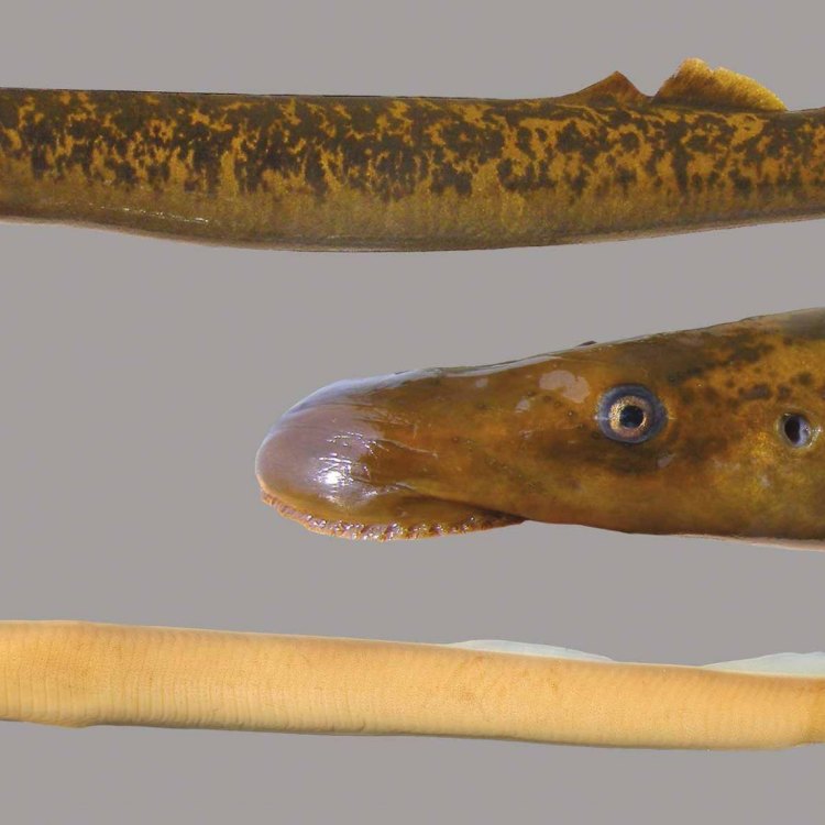 The Mighty Hunter of the North Atlantic: Meet the Sea Lamprey