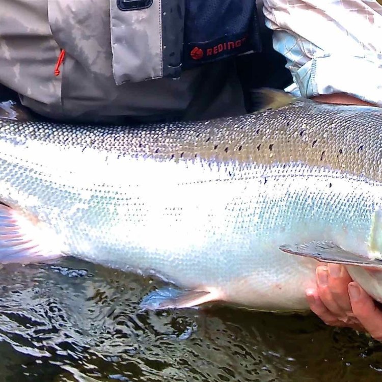 The Mighty Atlantic Salmon: The King of the North Atlantic and Beyond