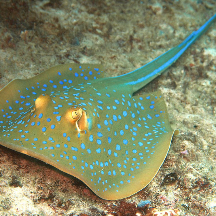 The Majestic Stingray: A Fascinating Creature With a Wide Geographic Presence