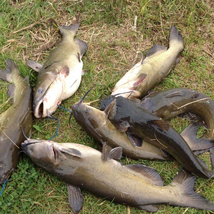 The Mighty Channel Catfish: A Fascinating Species of North America