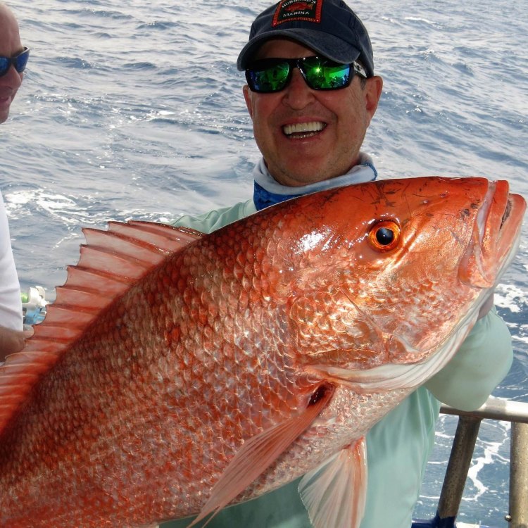 Red Snapper: A Fascinating and Iconic Fish of the Western Atlantic