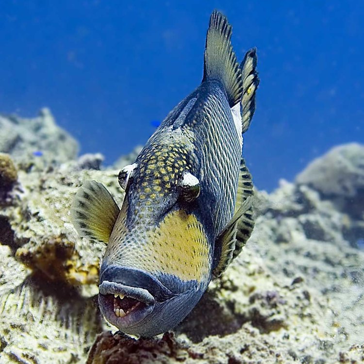 The Mysterious and Powerful Titan Triggerfish: A Creature of the Coral Reefs