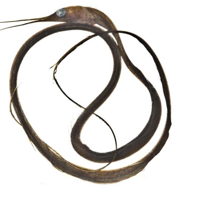 The Fascinating Slender Snipe Eel: A Master of the Ocean's Depths
