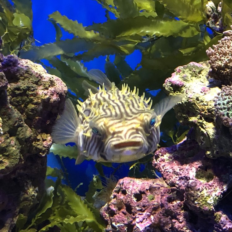 A Fish That Puffs Up When Threatened: The Fascinating Striped Burrfish