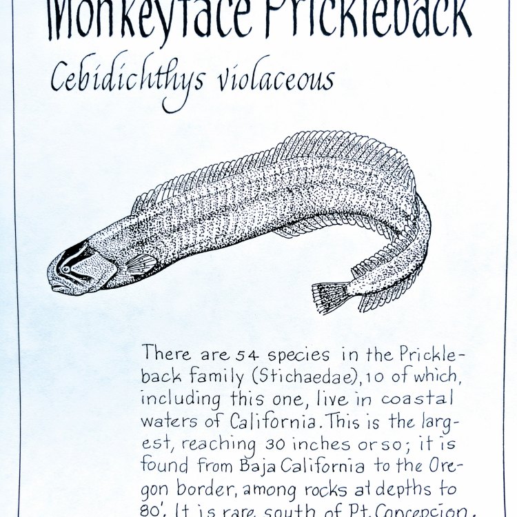 Discovering the Mysterious Monkeyface Prickleback in the Pacific Ocean