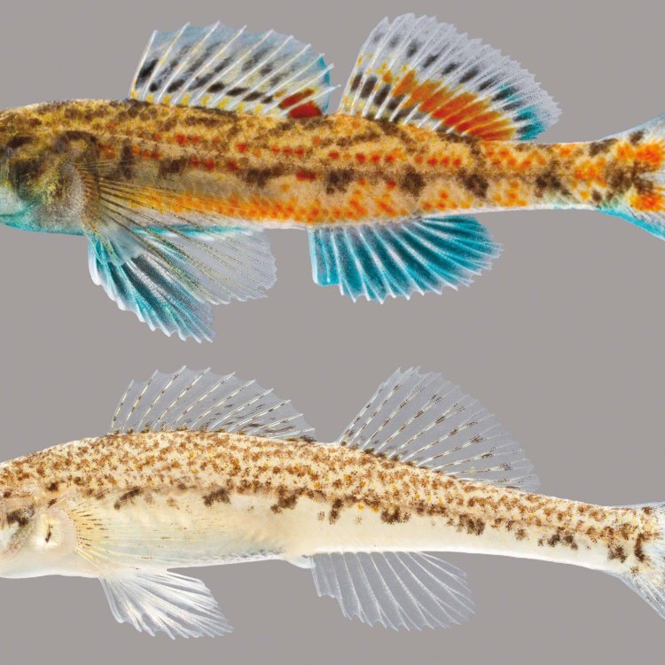 Uncovering the Mystery: The Fascinating World of South American Darter Fish