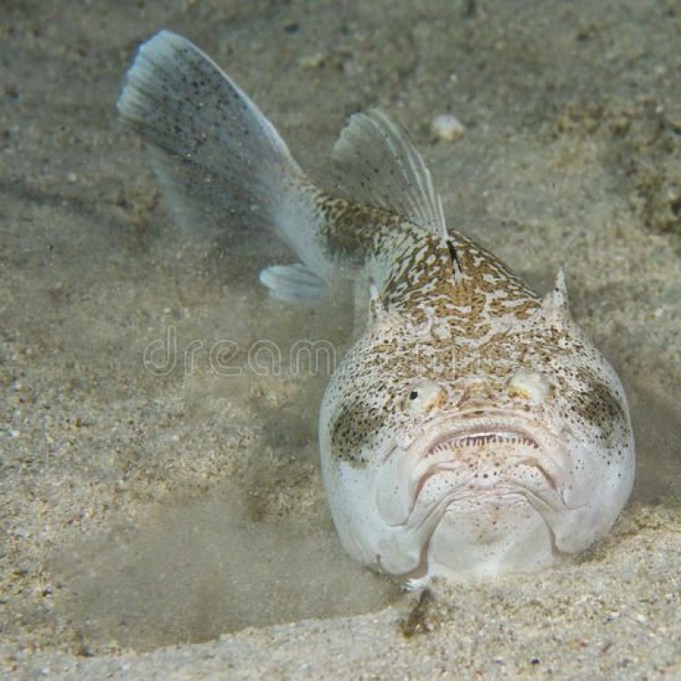 The Fascinating World of the Sand Stargazer Fish: A Master of Camouflage and Ambush Tactics