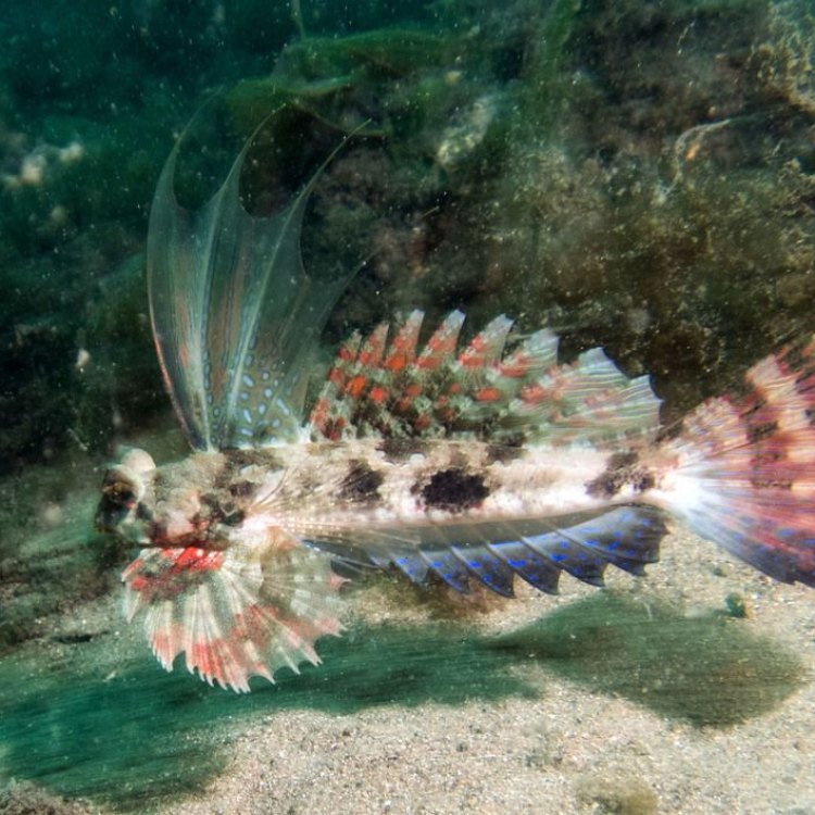 The Elusive and Enchanting Dragonet: A Guide to this Fascinating Fish