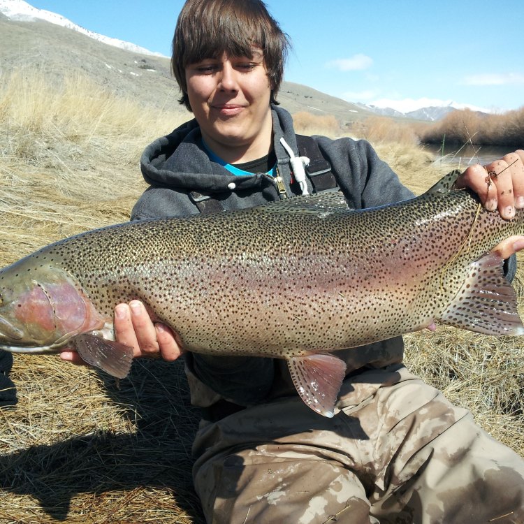 The Magnificent Rainbow Trout: A Freshwater Wonder