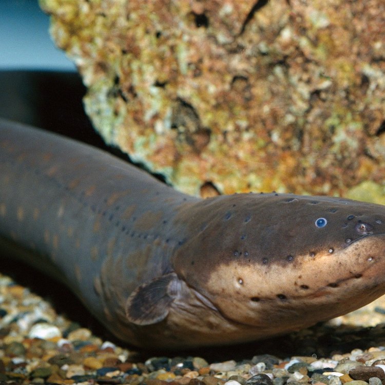The Electric Eel: A Shockingly Fascinating Creature