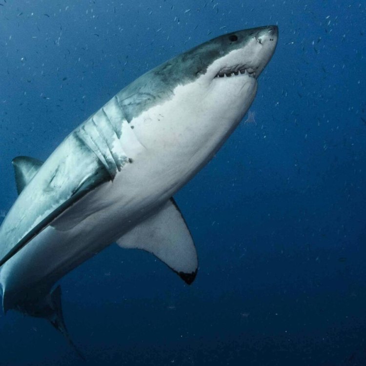 The Magnificent Mackerel Shark: An Active Predator of the Ocean
