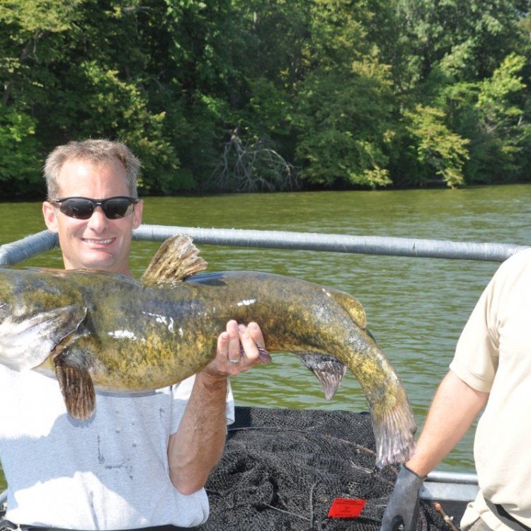 The Mighty Flathead Catfish: A Master of the Freshwater World