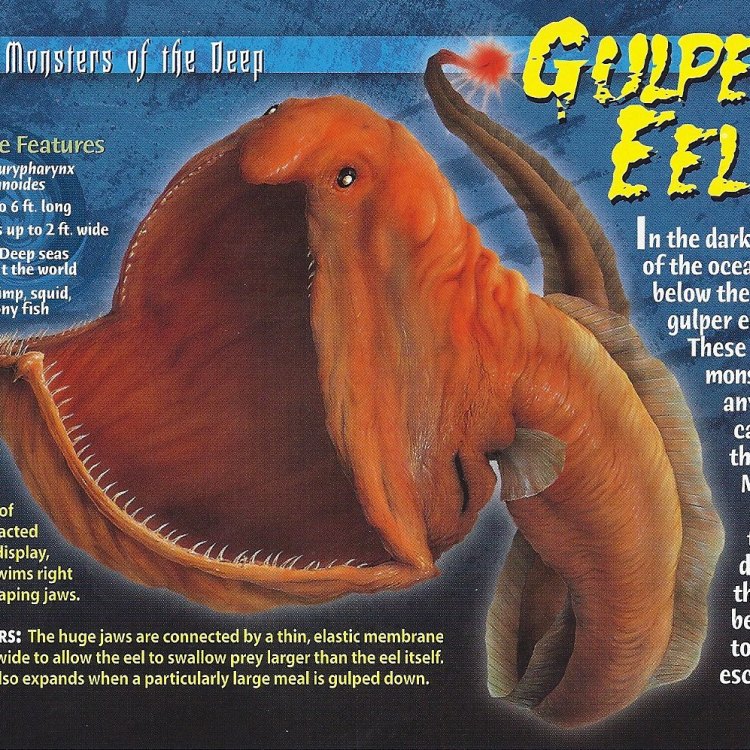Pelican Gulper: The Mysterious Deep-Sea Creature