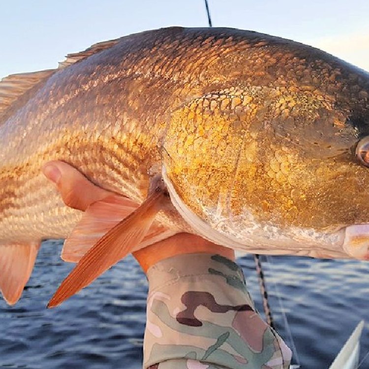 The Remarkable Redfish: A True Coastal Treasure