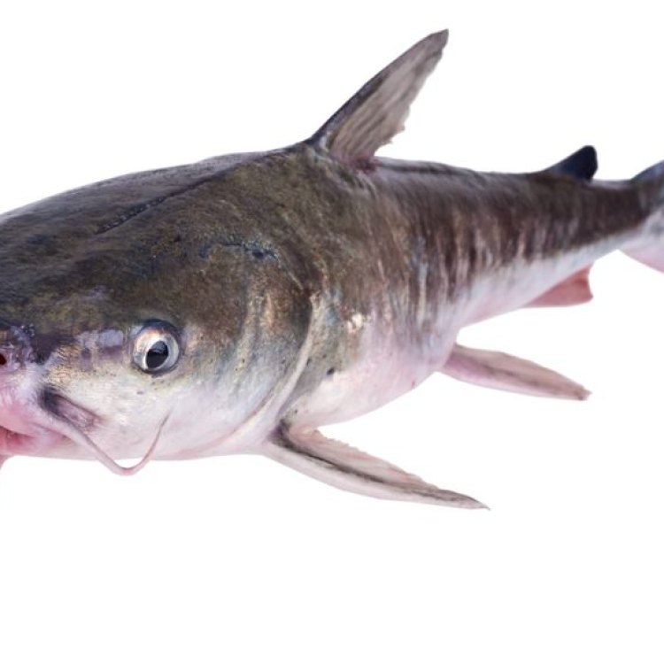 The Fascinating World of the Hardhead Catfish: An Incredible Coastal Creature