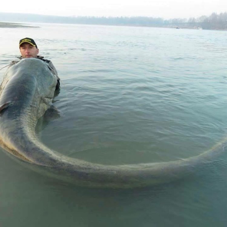 The Elusive and Mighty Wels Catfish: A Fascinating Creature of European Waters