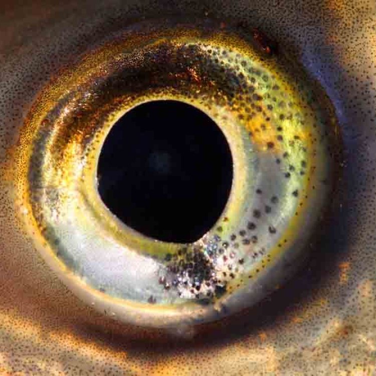 The Fascinating World of the Tube Eye Fish: Exploring the Unknown Depths of the Deep Sea