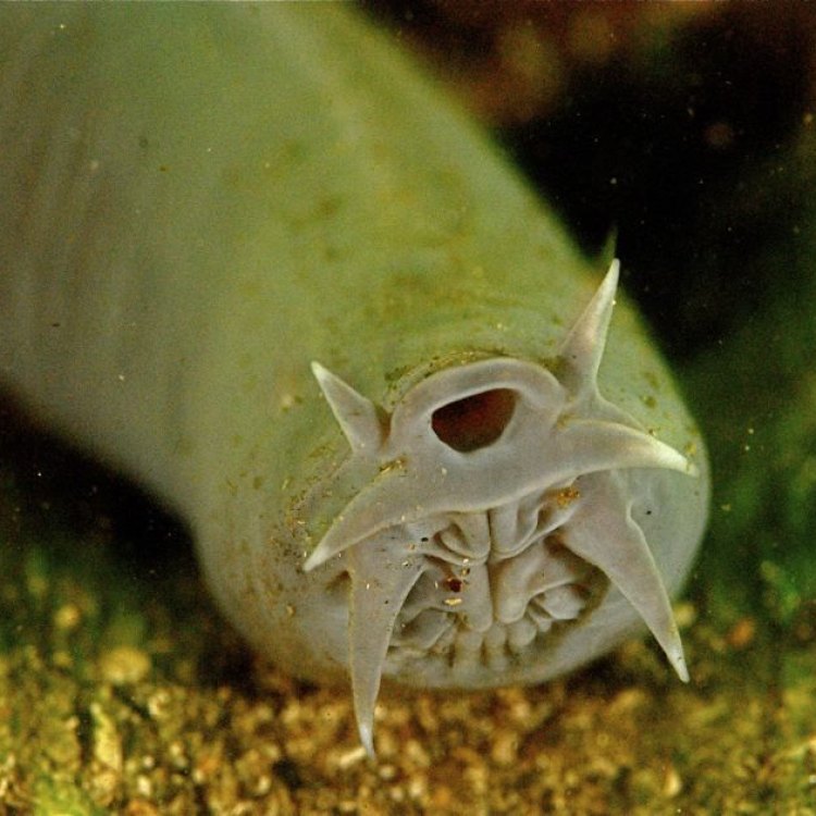 Hagfish: The Elusive Creature of the North Atlantic Ocean