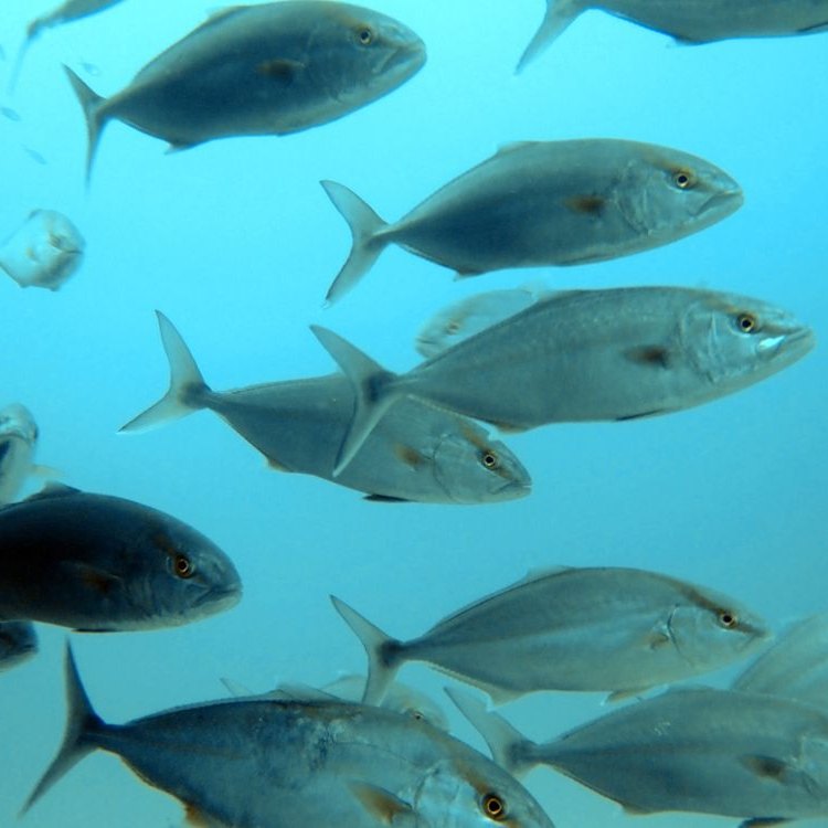 Rudderfish: Mysteries of the Deep Sea
