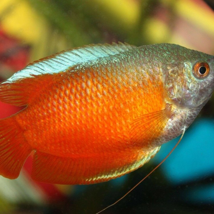 The Captivating World of Gourami: An Exquisite Freshwater Fish