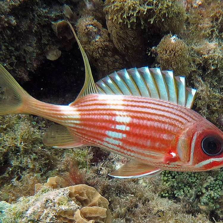 Squirrelfish: The Flamboyant Fish of the Coral Reefs