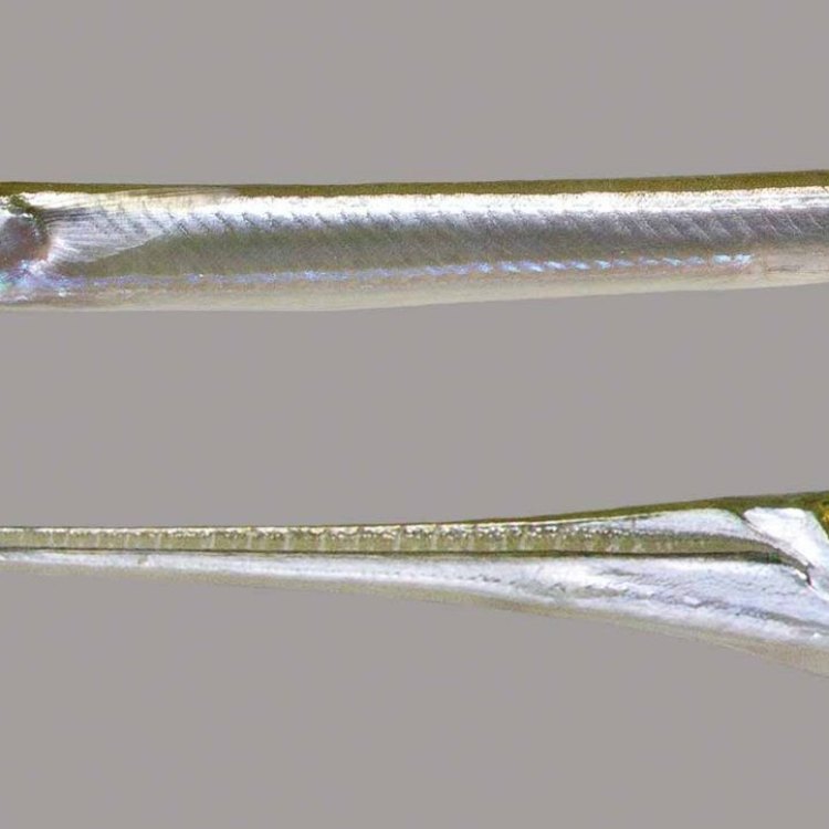 The Fascinating World of Needlefish: Masters of Shallow Waters