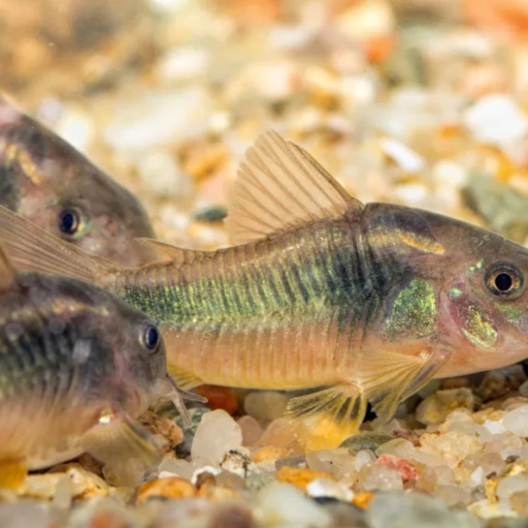 The Beautiful Mystery: Bronze Corydoras Fish and its Enchanting Ways