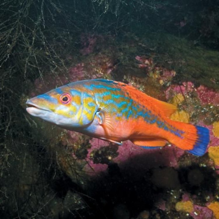 Fascinating Facts about the Cuckoo Wrasse: A Colorful Master of the Sea