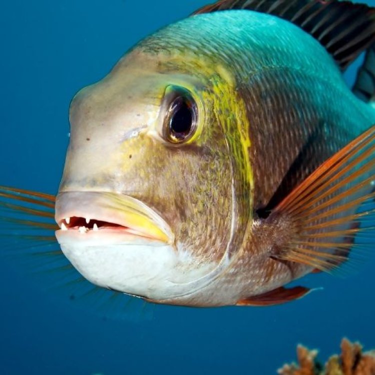 Bigeye Fish: The Majestic Predator of the Deep Oceans