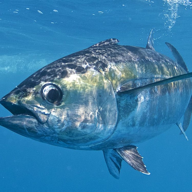 The Mighty Tuna Fish: The King of the Sea