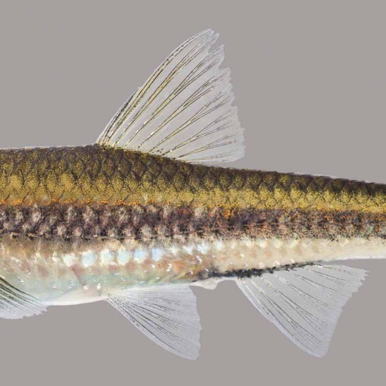 The Fascinating World of Shiners: A Close Look at this Native North American Fish