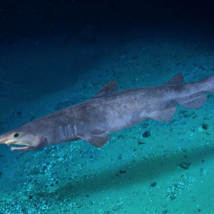 The Bizarre and Mysterious Goblin Shark: Exploring the Depths of the Deep-Sea
