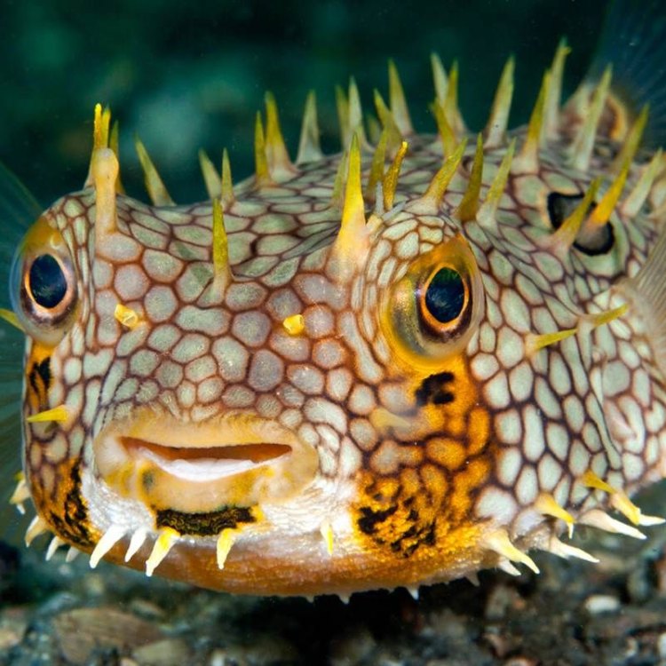 The Fascinating World of Pufferfish