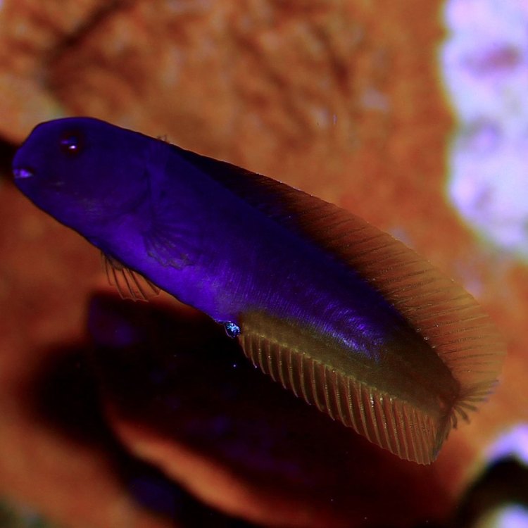 Captivating the Depths: Exploring the Fascinating World of the Flagblenny Fish