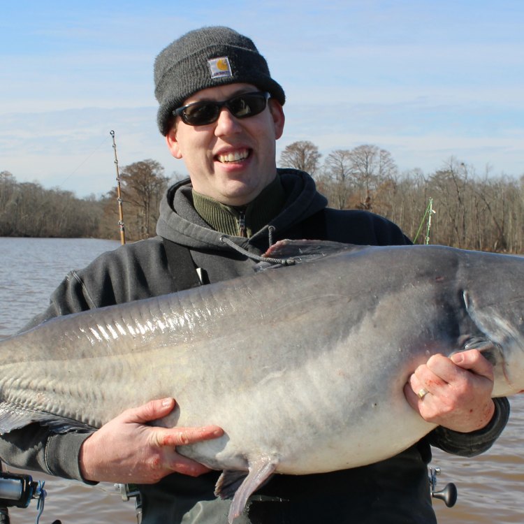The Mysterious and Mighty Blue Catfish