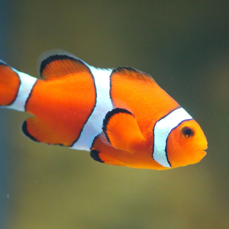 The Captivating Beauty and Intriguing Nature of Clownfish