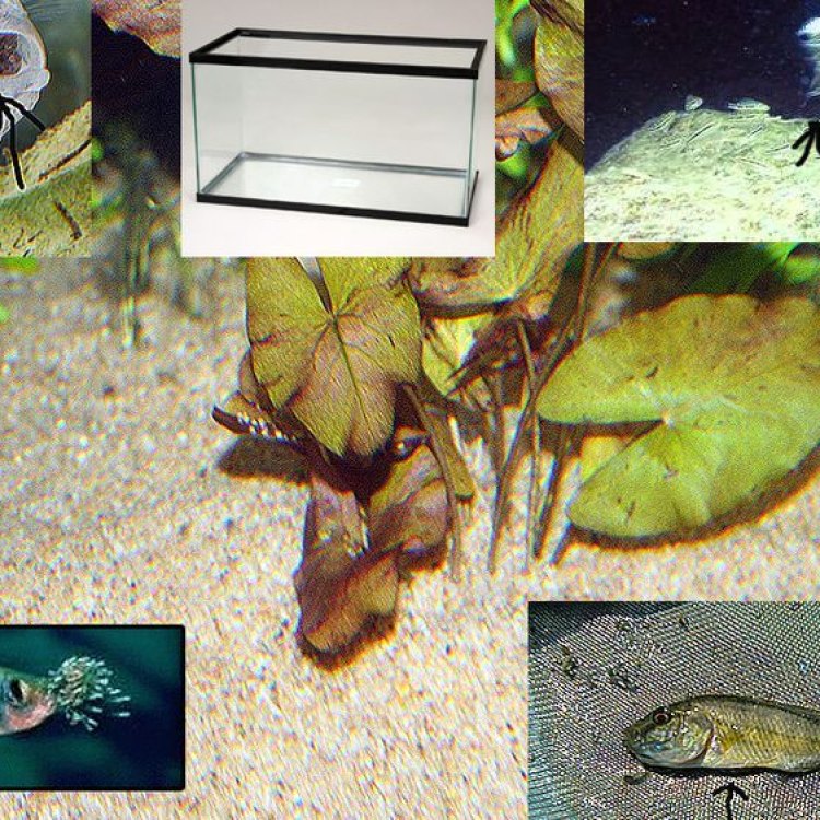Haplochromis sp. Nyererei