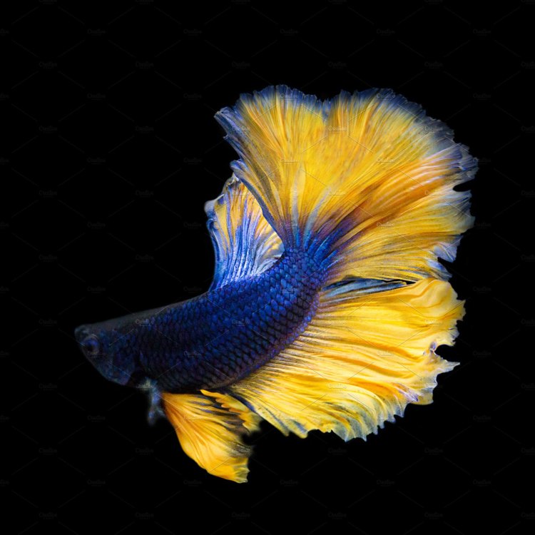The Beautiful and Fascinating Betta Fish: A Guide to This Colorful Species