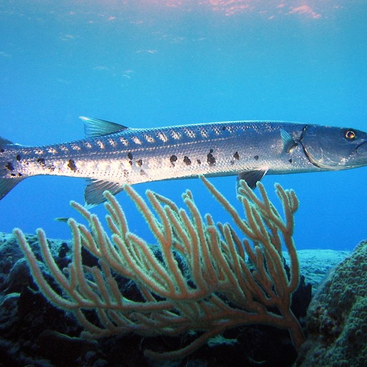 The Enigmatic Barracudina: A Fascinating Deep-Sea Predator