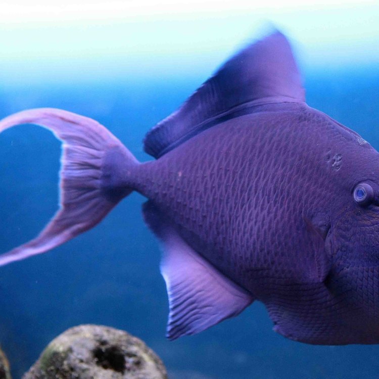 The Enigmatic Blackchin: A Fish Like No Other