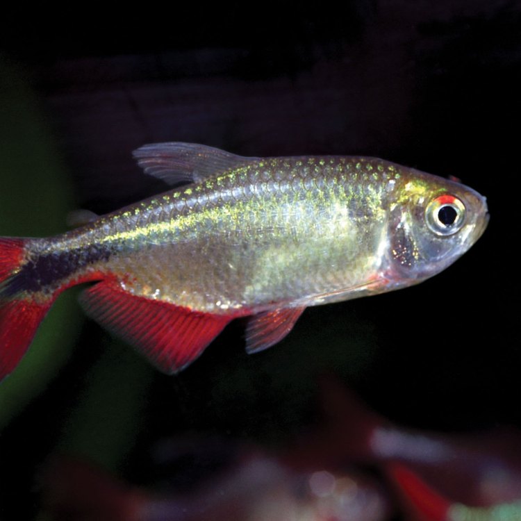 The Diverse and Vibrant World of Tetra Fish