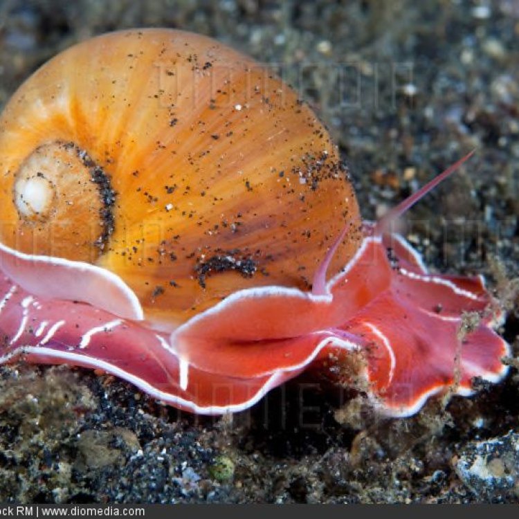 A Look into the World of Sea Snails: The Colorful and Mysterious Creatures of the Ocean