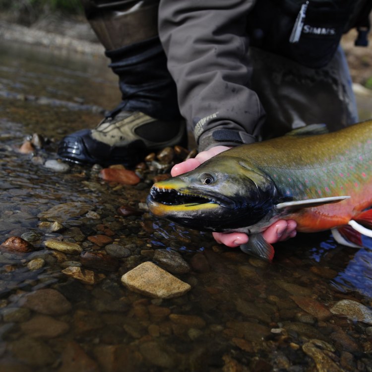 The Fascinating Life of the Arctic Char: A Journey Through Pristine Waters