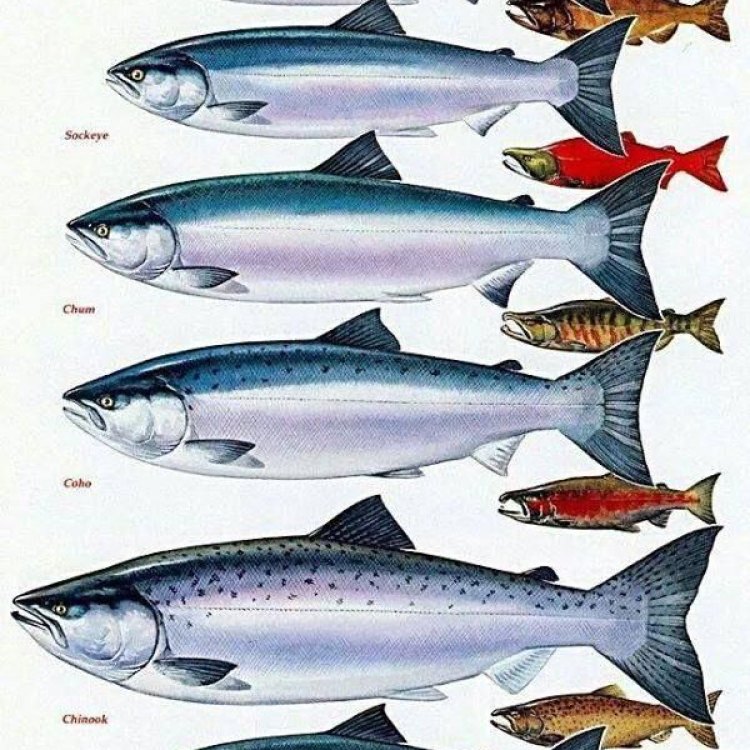 The Fascinating World of Pacific Salmon