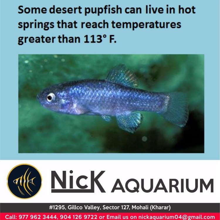 The Mysterious and Resilient Desert Pupfish: Surviving Against All Odds