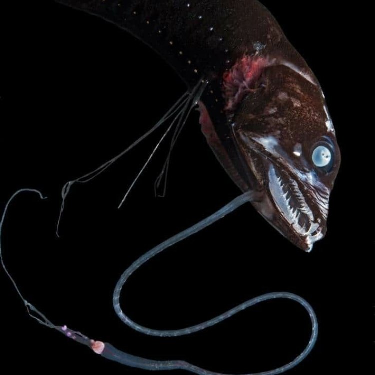 The Mystical and Fierce Scaly Dragonfish: A Hidden Gem of the Atlantic Ocean