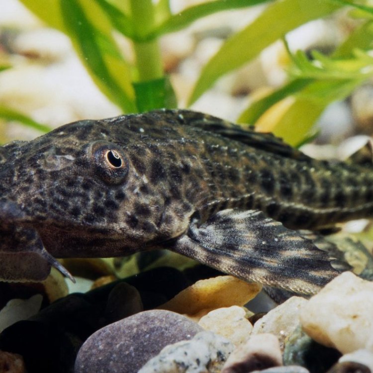 The Unique and Fascinating Armorhead Catfish: An Expert in Cleaning Freshwater Habitats