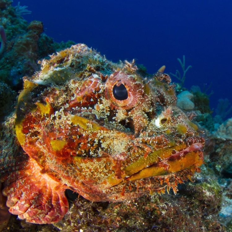 The Deadly Stonefish: A Master of Camouflage