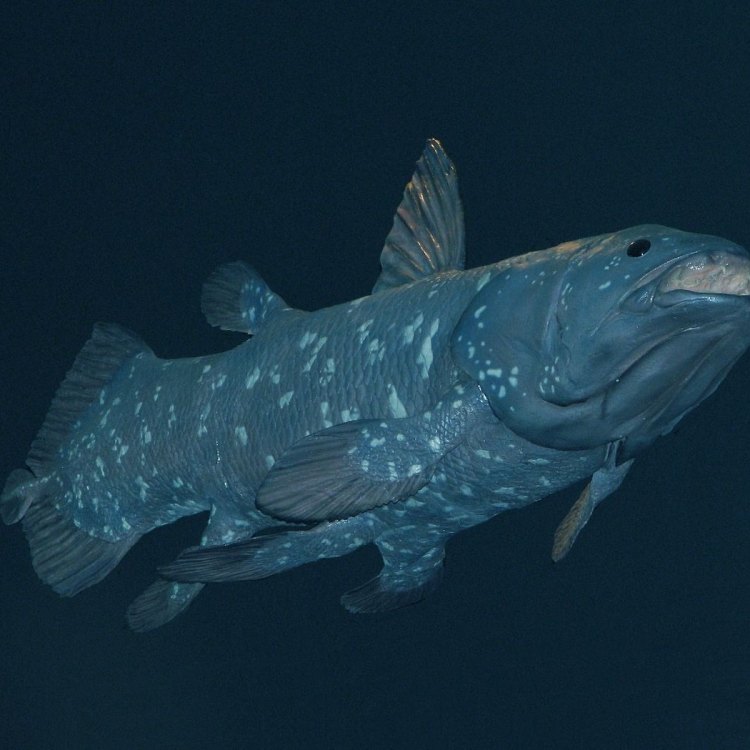 Coelacanth: The Enigmatic Fish of the Deep