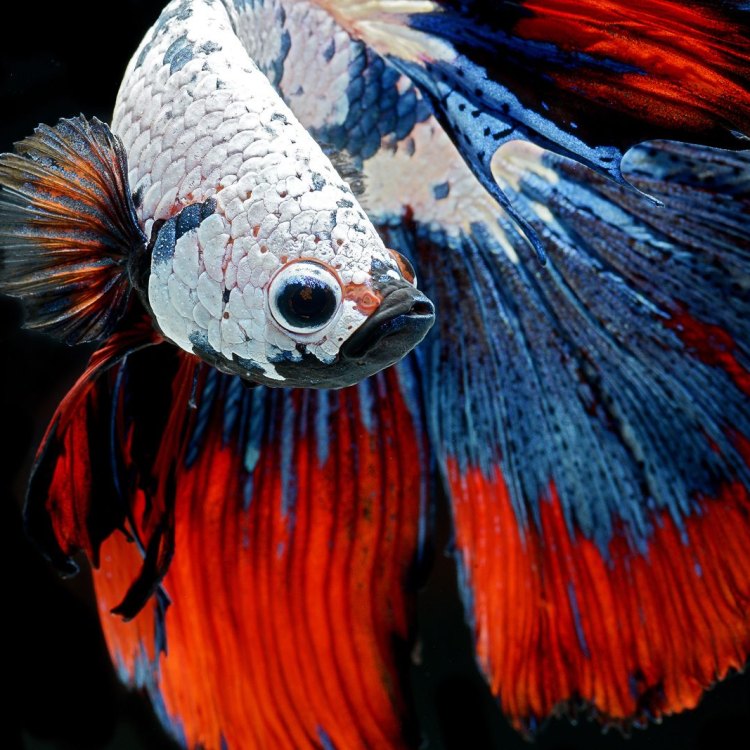 The Stunning Siamese Fighting Fish: A Jewel of Southeast Asia